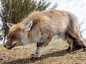 Red fox (Vulpes vulpes) stalking