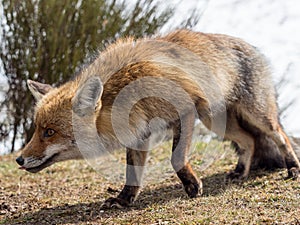 Red fox (Vulpes vulpes) stalking