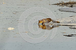 Red fox (vulpes vulpes) stalking at the edge of ice in river