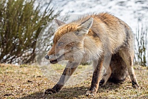 Red fox (Vulpes vulpes) stalking