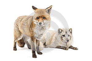 Red Fox, Vulpes vulpes, standing and Arctic Fox isolated on white