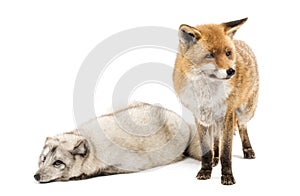 Red Fox, Vulpes vulpes, standing and Arctic Fox, isolated on white