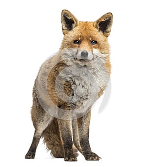 Red fox, Vulpes vulpes, standing, isolated