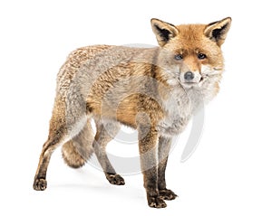 Red Fox, Vulpes vulpes, standing photo