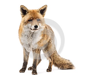 Red fox, Vulpes vulpes, standing photo