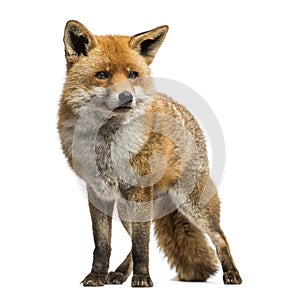 Red fox, Vulpes vulpes, standing, isolated photo