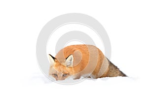 Red fox (Vulpes vulpes) with a bushy tail isolated on white background hunting in the freshly fallen snow in Algonquin