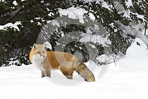 A Red fox Vulpes vulpes standing in the winter snow in Algonquin Park, Canada