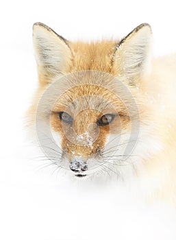 A Red fox Vulpes vulpes standing in the winter snow in Algonquin Park, Canada