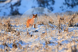 Red fox (Vulpes vulpes) standing in the winter snow on a field