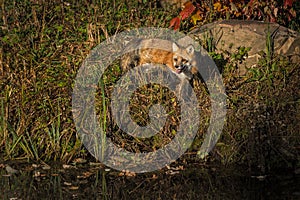 Red Fox Vulpes vulpes Stands Paw Up Mouth Open on Shore Autumn