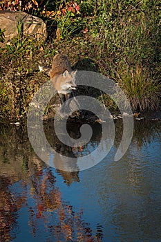 Red Fox Vulpes vulpes Stands on Rock Reflected in Water Autumn