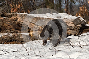 Red Fox Vulpes vulpes Steps Forward Sniffing in Snow Winter