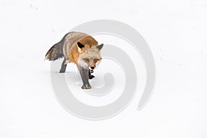 Red Fox Vulpes vulpes Steps Forward Through Snow Winter