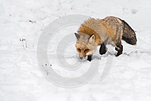 Red Fox (Vulpes vulpes) Steps Forward Staring Out Winter