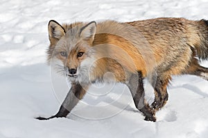 Red Fox Vulpes vulpes Steps Left Through Snow Winter