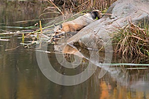 Red Fox (Vulpes vulpes) Stretched Out Nose to Water Autumn