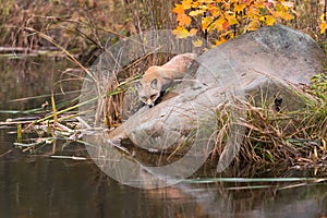 Red Fox (Vulpes vulpes) Stretches Out on Rock Autumn