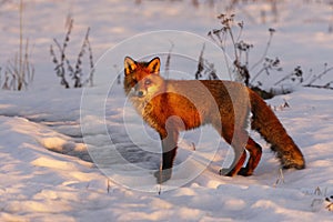 Red fox (vulpes vulpes) at sunrise standing in the snow