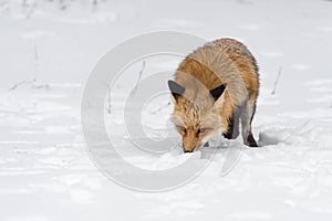 Red Fox Vulpes vulpes Trots Forward Sniffing in Snow Winter
