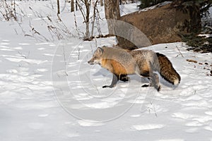 Red Fox Vulpes vulpes Trots Left Through snow Winter