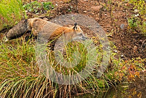 Red Fox (Vulpes vulpes) Trots on Shoreline
