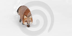 Red Fox (Vulpes vulpes) Trots Through Snow Copy Space Left