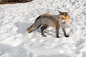 Red Fox Vulpes vulpes Turns to Look Back in Snow Winter