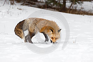 Red Fox Vulpes vulpes Turns to Sniff in Snow Winter