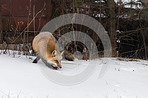 Red Fox Vulpes vulpes Turns and Walks in Front of Old Truck in Woods Winter