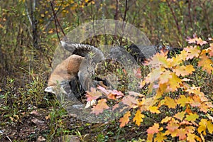 Red Fox Vulpes vulpes Tussles With Cross Fox Silver in Background Autumn