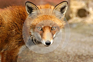 Red Fox, Vulpes Vulpes, UK