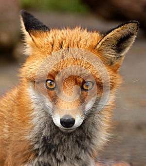 Red Fox, Vulpes Vulpes, UK