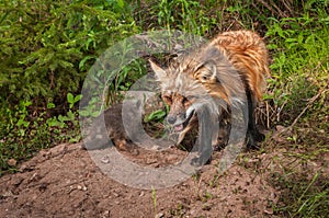 Red Fox Vulpes vulpes Vixen With Kits at Densite