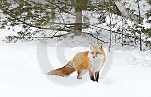 Red fox (Vulpes vulpes) with a bushy tail isolated on white background hunting in the freshly fallen snow in Algonquin