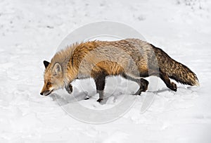 Red Fox (Vulpes vulpes) Walks Left Nose to Snow Winter