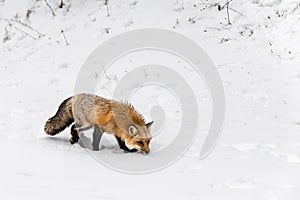 Red Fox (Vulpes vulpes) Walks Past Snowy Hill Nose Down Winter