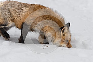 Red Fox Vulpes vulpes Walks Right Nose in Snow Winter