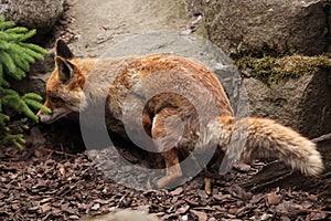 Red fox (Vulpes vulpes).