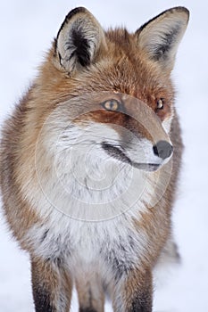 Red Fox (Vulpes vulpes) in winter