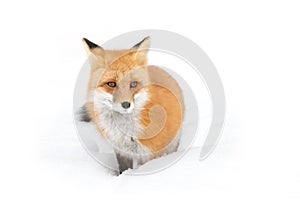 Red fox (Vulpes vulpes) with a bushy tail isolated on white background hunting in the freshly fallen snow in Algonquin