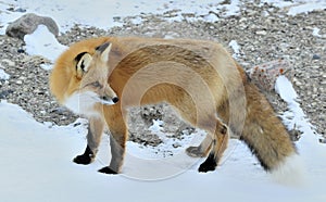Red fox, Vulpes vulpes in a winter