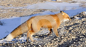 Red fox, Vulpes vulpes in a winter