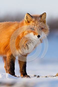 Red fox (Vulpes vulpes). Winter portrait of a fox close up