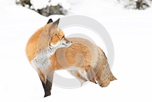 Red fox (Vulpes vulpes) with a bushy tail isolated on white background hunting in the freshly fallen snow in Algonquin