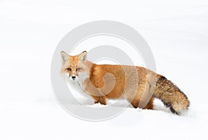 Red fox (Vulpes vulpes) with a bushy tail isolated on white background hunting in the freshly fallen snow in Algonquin