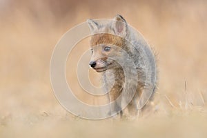 Red fox Vulpes vulpes young puppy cub canine beast forest meadows life animal in countryside beautiful fur and eyes