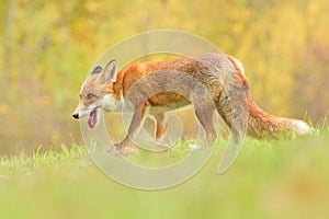 Red fox Vulpes vulpes young puppy cub canine beast forest meadows life animal in countryside beautiful fur and eyes