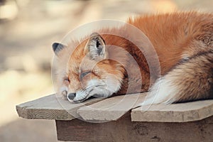 Red fox, Vulpes vulpes in Zao fox village, Miyagi, Japan.