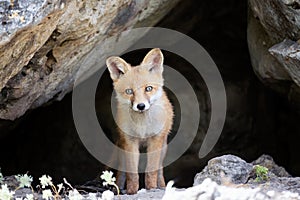Red fox Vulpes vulpes in the wild